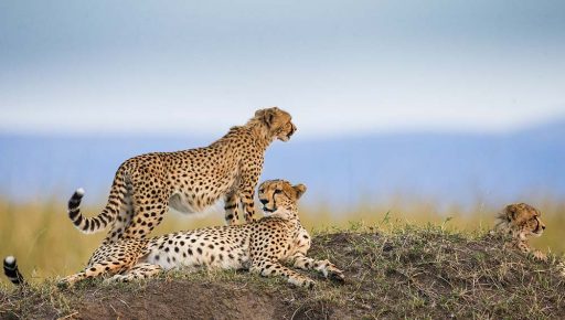 3 Days Tanzania Safari to Serengeti National Park & Ngorongoro Crater