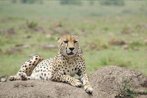 4 Days Luxury Kenya Safari