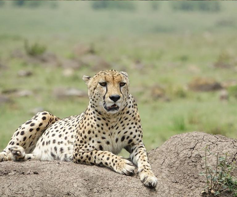 4 Days Luxury Kenya Safari