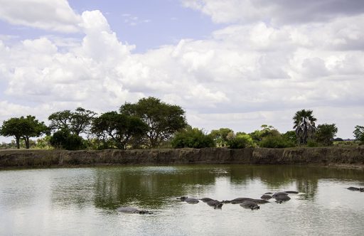 Flying Wildlife Safari From Zanzibar To Tanzania: Day Trip Safari to Mikumi National Park